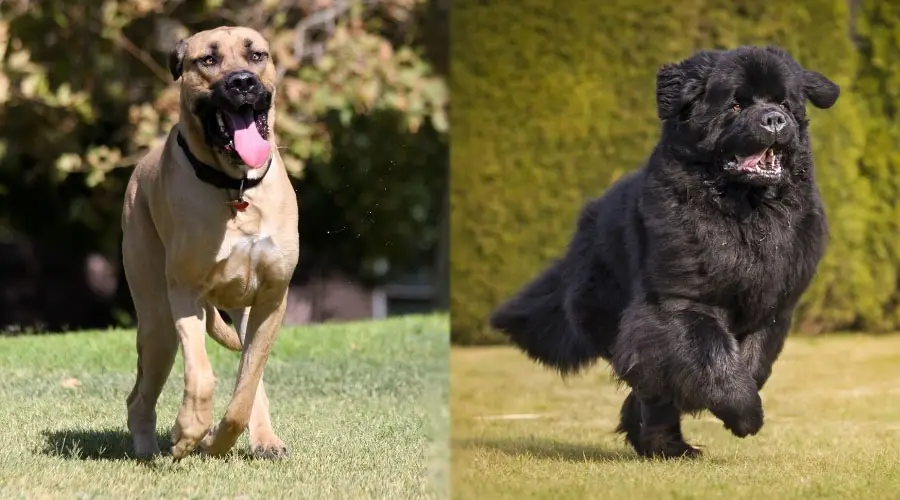 Perros grandes corriendo al aire libre