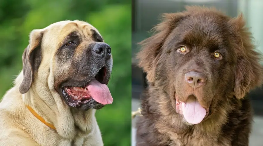 Perros hambrientos con la boca abierta