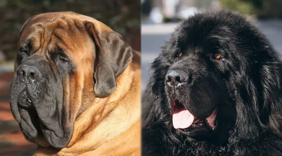 Primer plano de dos perros grandes