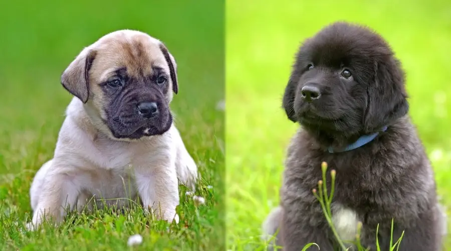 Lindos cachorros en la hierba