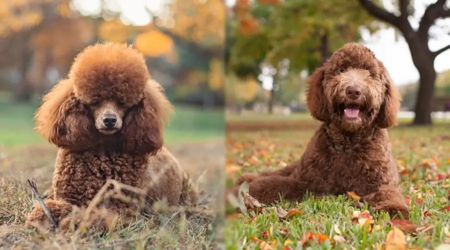 Dos perros marrones afuera en otoño