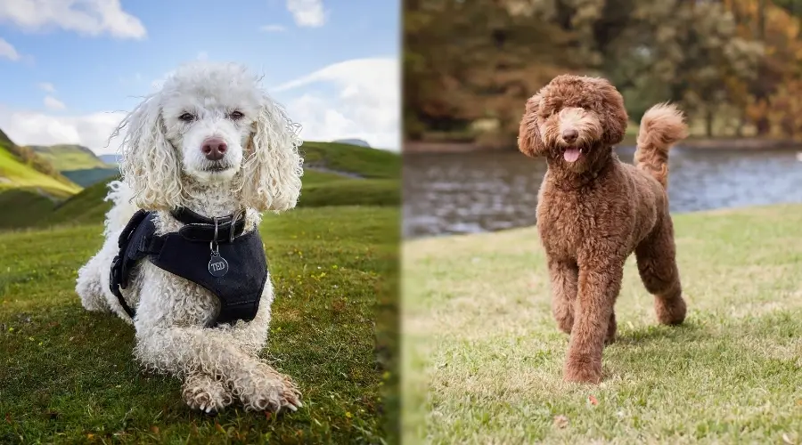 Perros blancos y marrones entrenando al aire libre