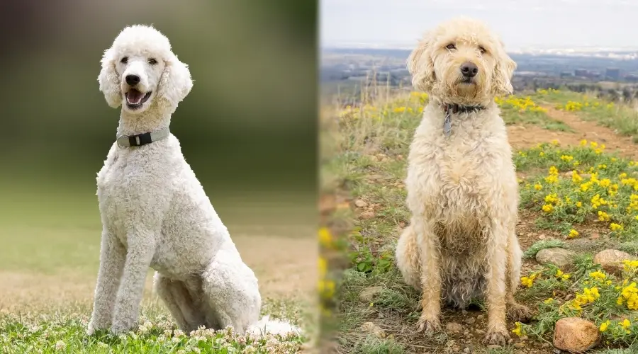 Perros blancos y amarillos al aire libre