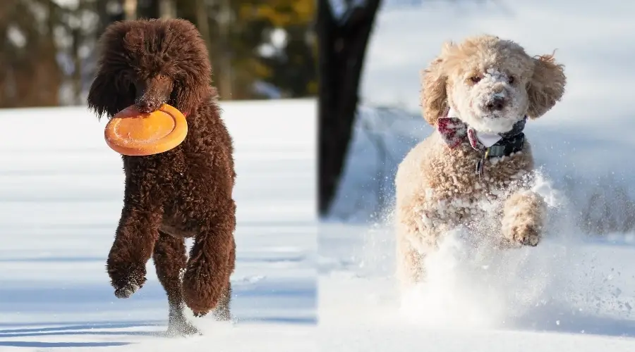 Dos perros mullidos corriendo en la nieve