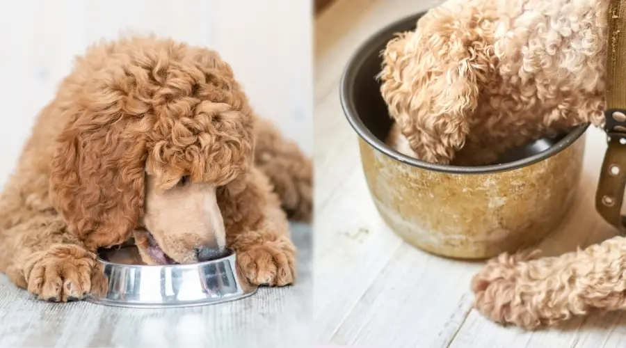 Dos perros con pelajes de colores claros comiendo comida