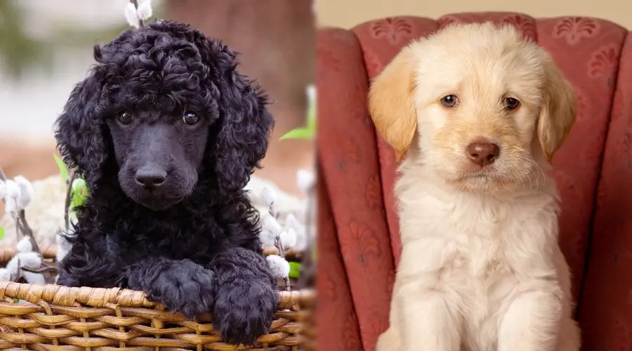 Dos pequeños cachorros sentados