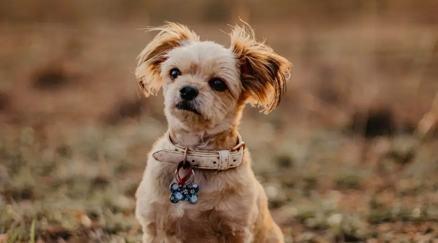 Perro Malquías