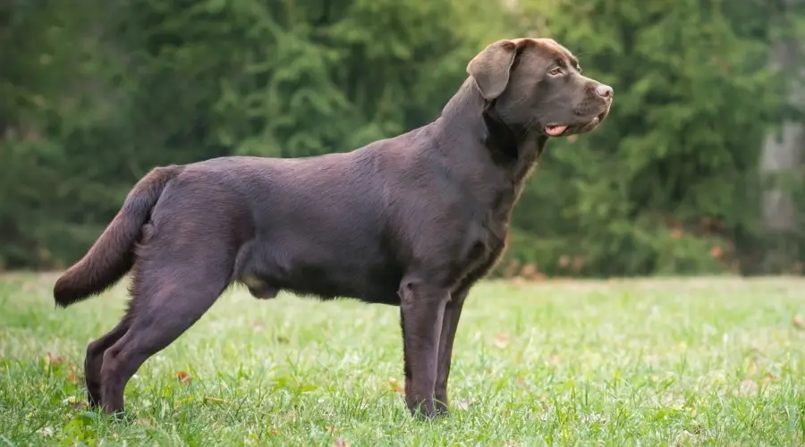 Perro de laboratorio macho joven