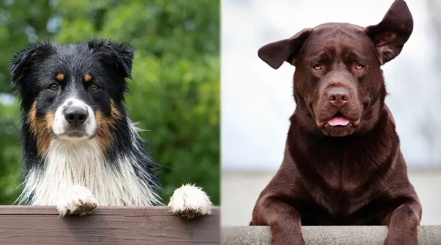 Dos perros sentados en la valla al aire libre