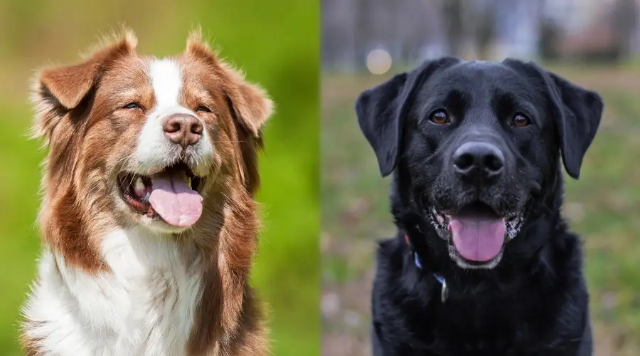 Perros labrador negro y australiano marrón