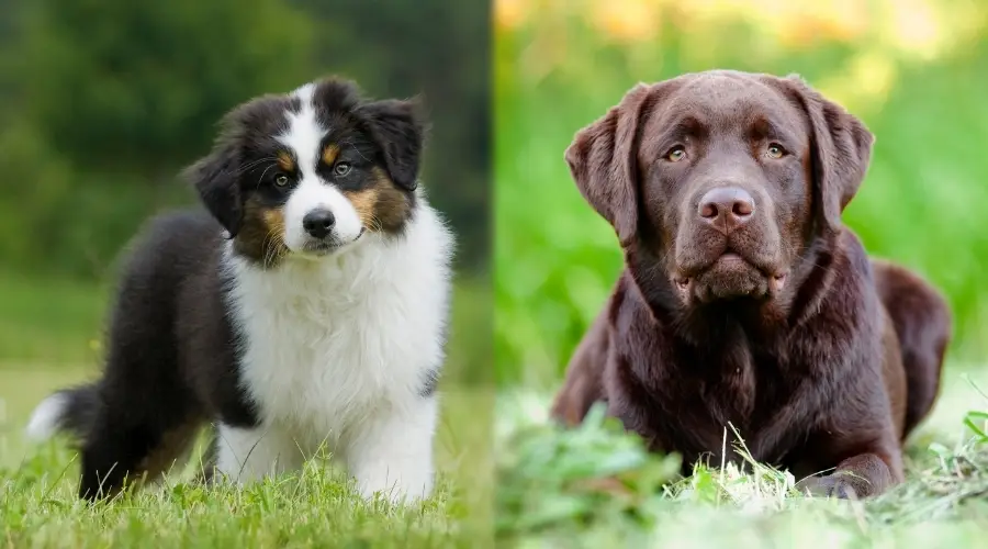 Dos perros jóvenes jugando en la hierba