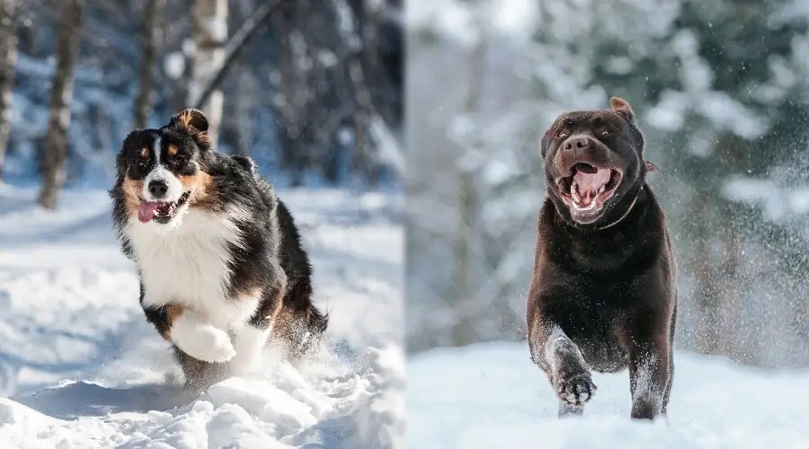 Australiano y Labrador jugando afuera