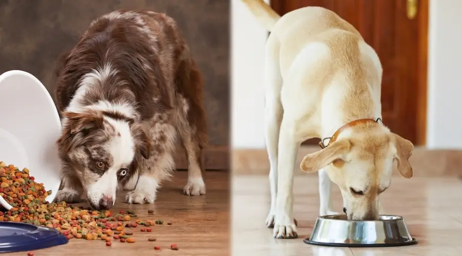 Aussie y laboratorio comiendo comida para perros