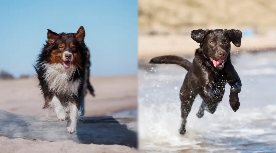 Dos perros sanos corriendo en la playa