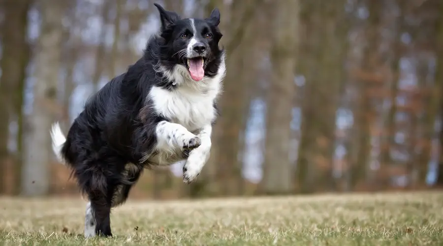 Border collie corriendo