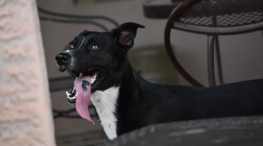 Border collie relajante