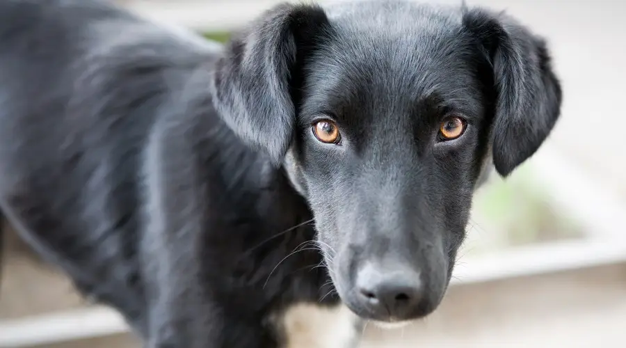 Mezcla de Border Collie y Pitbull