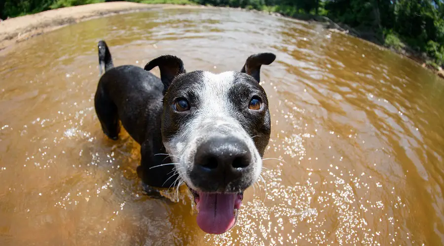 Borderbull en agua