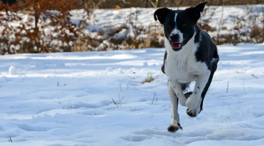 Cachorro corriendo hacia el criador