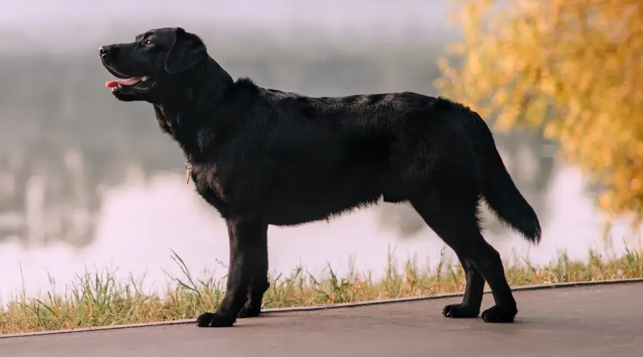 Perro negro parado cerca del agua