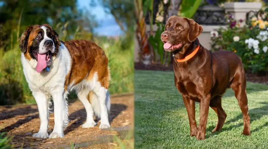 Dos perros de pie en un día soleado