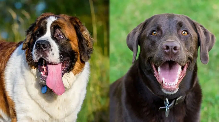 Perros felices parados uno al lado del otro