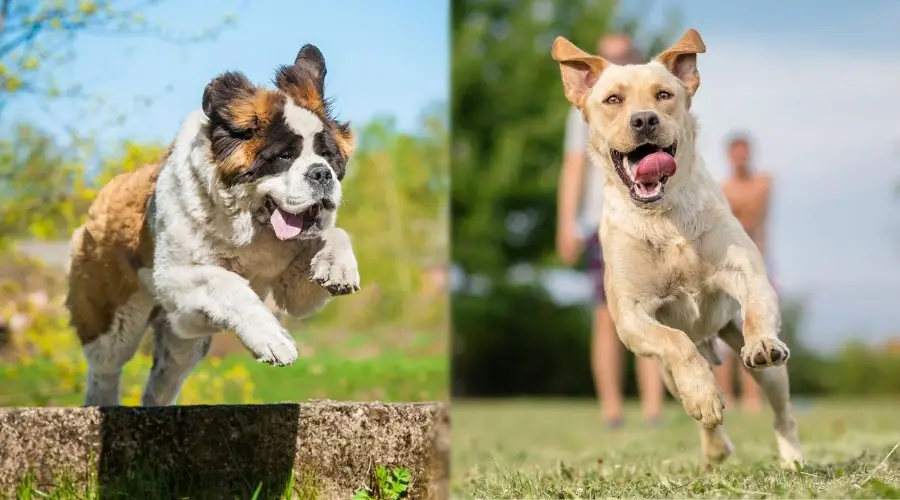 Dos perros afuera divirtiéndose