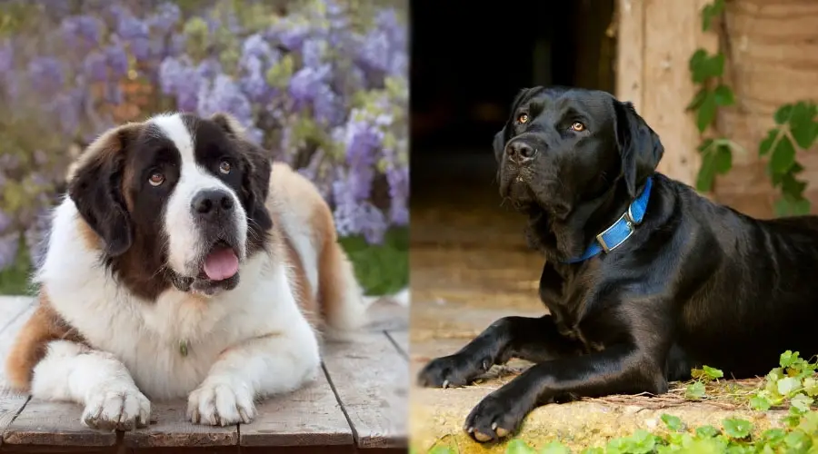 Perros guapos mirando hacia arriba