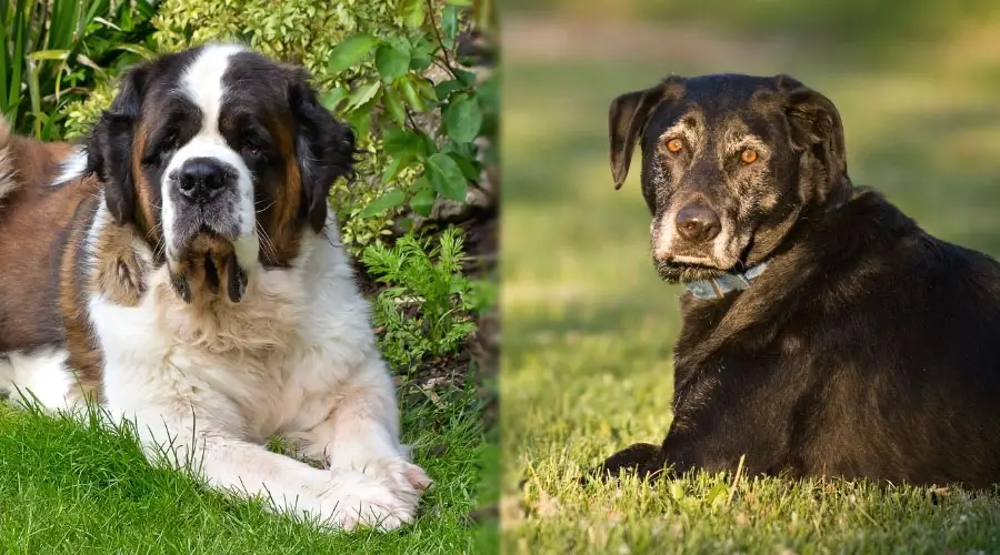 Perros mayores acostados