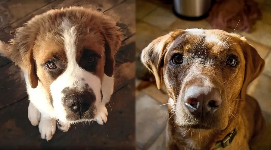 Dos perros pidiendo comida