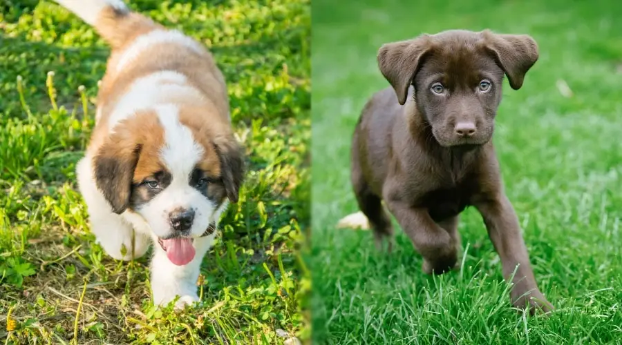 Cachorros retozando en la hierba