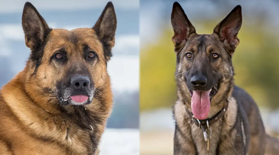 Perros pastores alemanes entrenando juntos