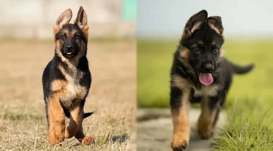 Cachorros de pastor alemán afuera