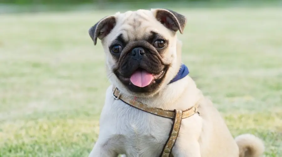 Pequeño perro de color leonado en el parque
