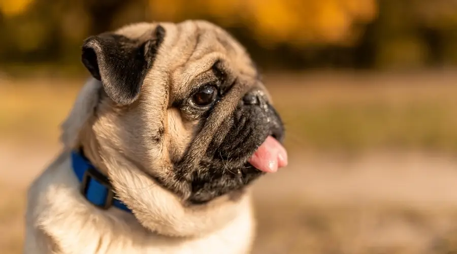Perro pequeño con la lengua fuera
