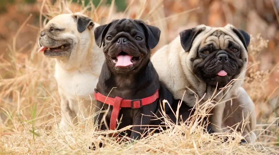 Tres perros de diferentes colores