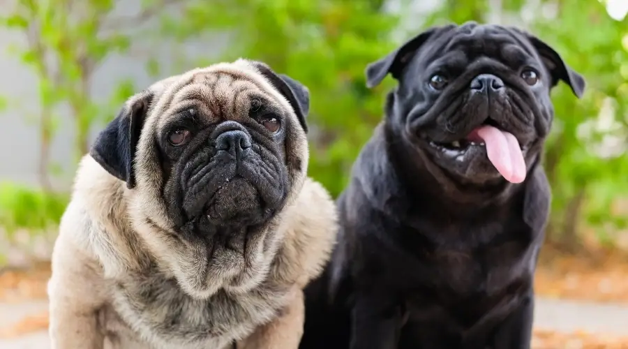 Dos perros de diferentes colores al aire libre