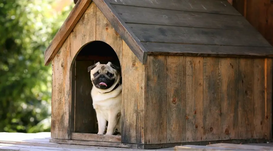 Perro en casa de perro