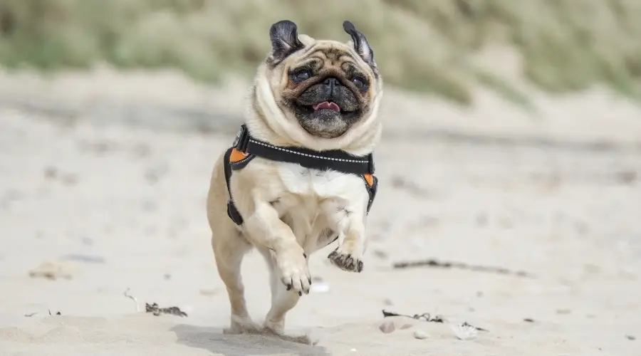 Perro joven corriendo en la playa