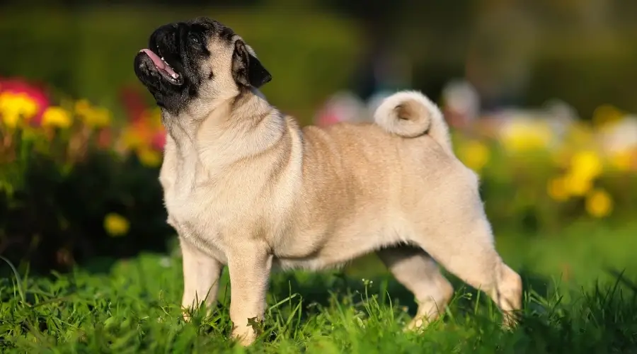 Cachorro en entrenamiento