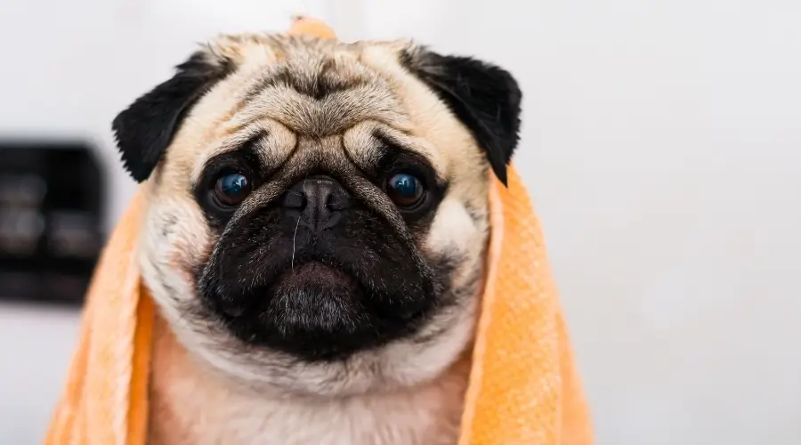Perro bañándose en la bañera