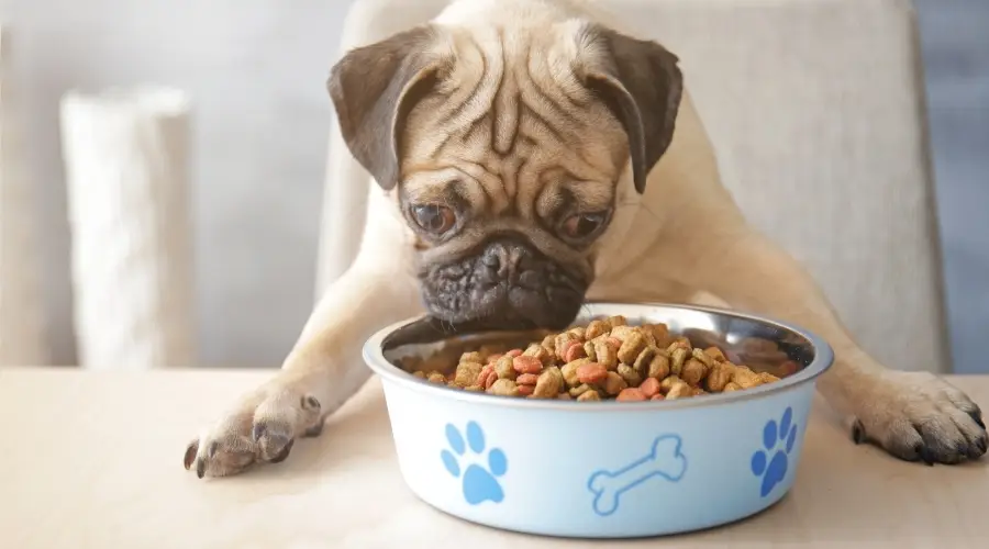 Perro pequeño de color leonado comiendo