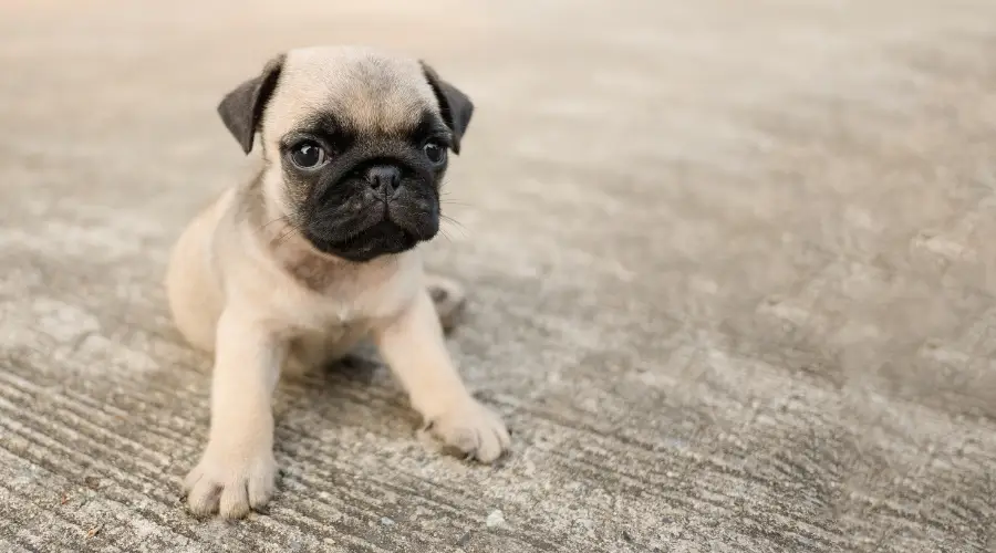Cachorro pequeño de color leonado