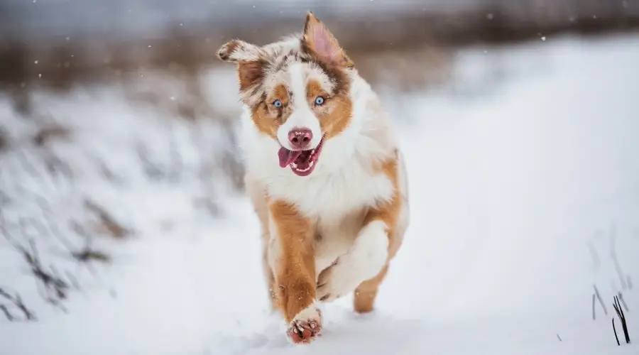 Perro al aire libre corriendo salvajemente en la nieve