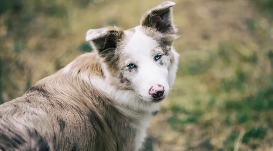 Gris australiano al aire libre con ojos azules