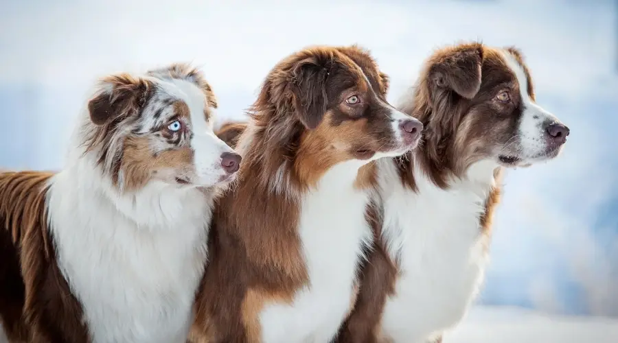 Perros de diferentes colores al aire libre en la nieve