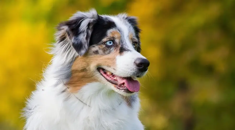 Perro de compañía australiano de la familia