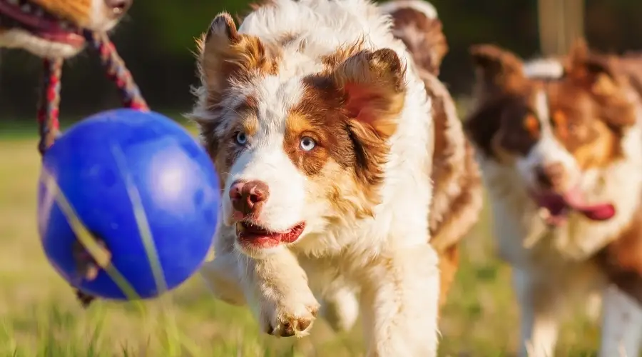 Entrenamiento de perros con juguete