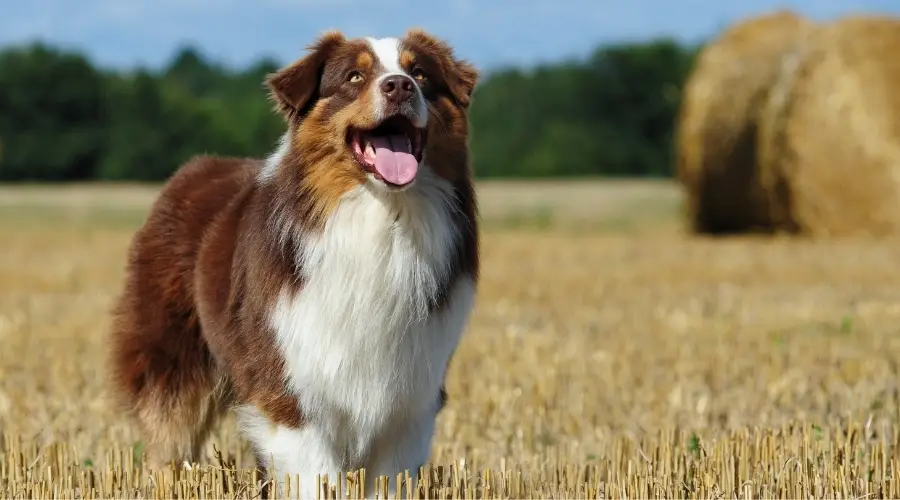 Perro con deberes de pastoreo en la granja