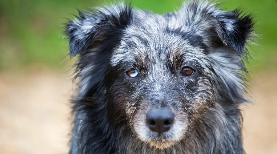 Perro con dos ojos de diferentes colores